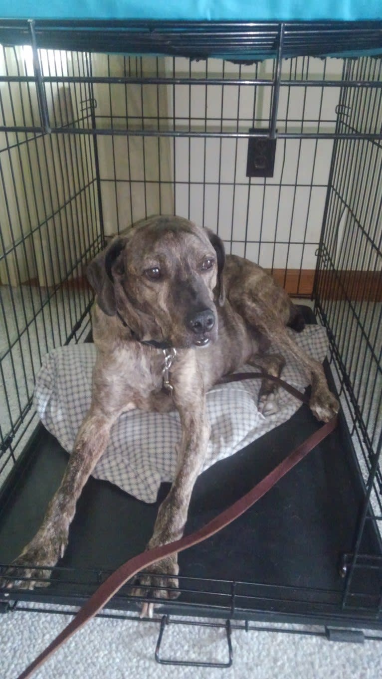 Axle, a Mountain Cur and Plott mix tested with EmbarkVet.com