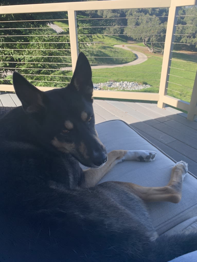 Ranger, a German Shepherd Dog and Siberian Husky mix tested with EmbarkVet.com