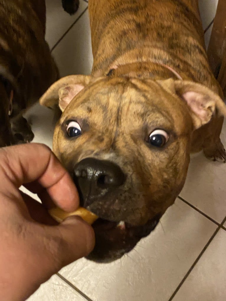 Hank, an American Pit Bull Terrier and American Bulldog mix tested with EmbarkVet.com