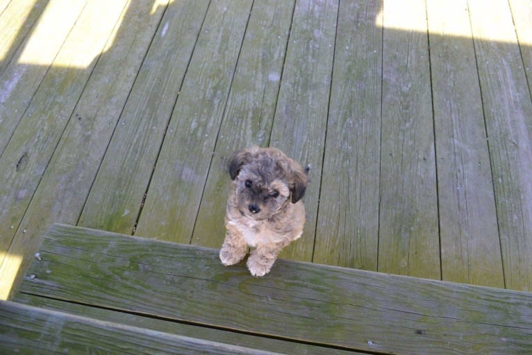 Opee, a Poodle (Small) and Chihuahua mix tested with EmbarkVet.com