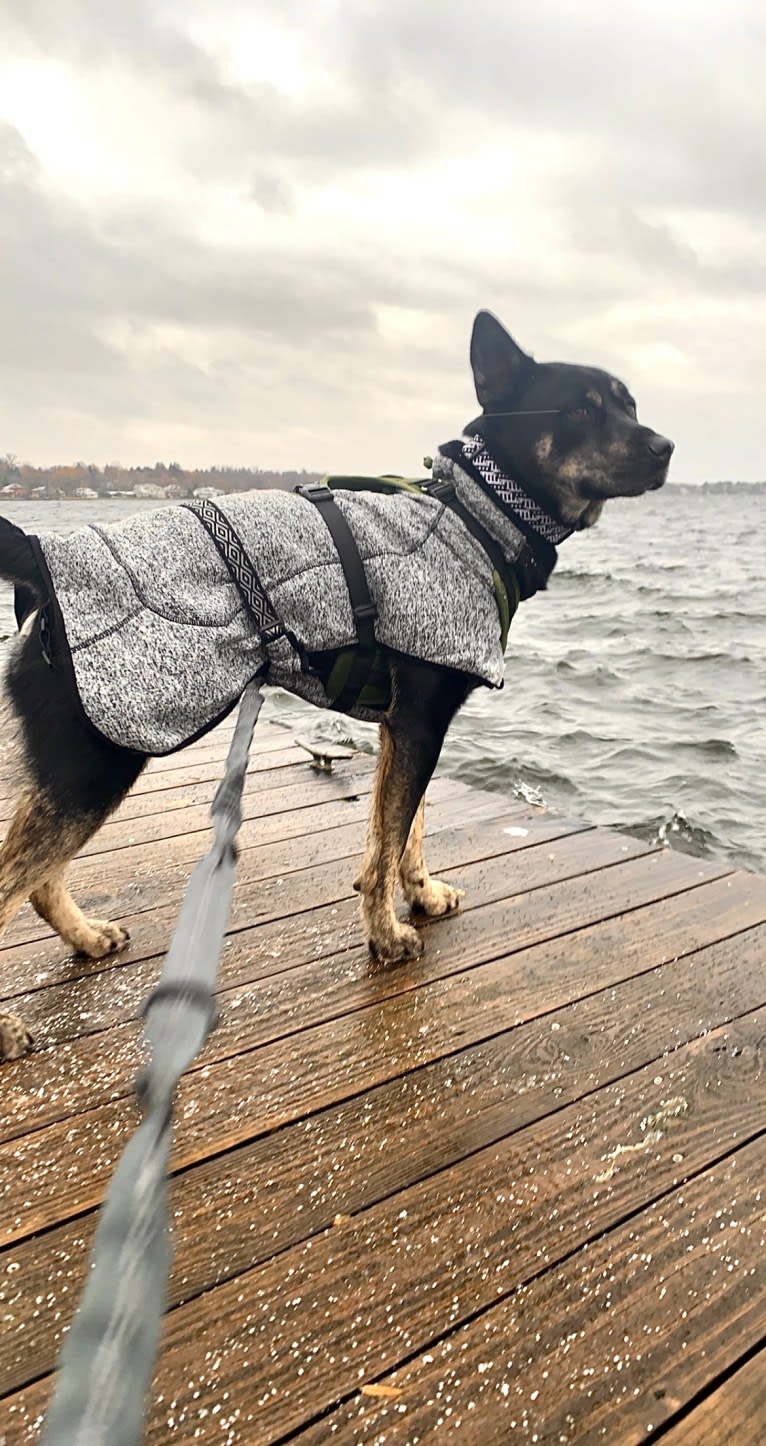 Rome, a Siberian Husky and Labrador Retriever mix tested with EmbarkVet.com