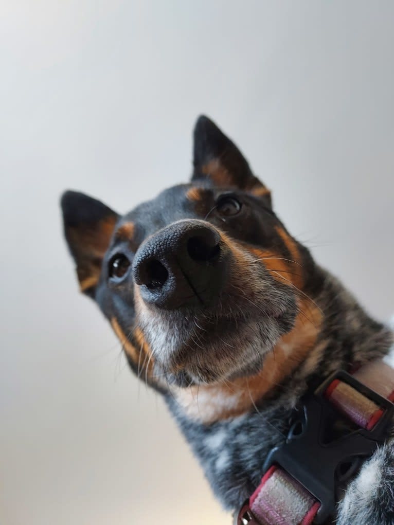 Whoppers, an Australian Cattle Dog tested with EmbarkVet.com