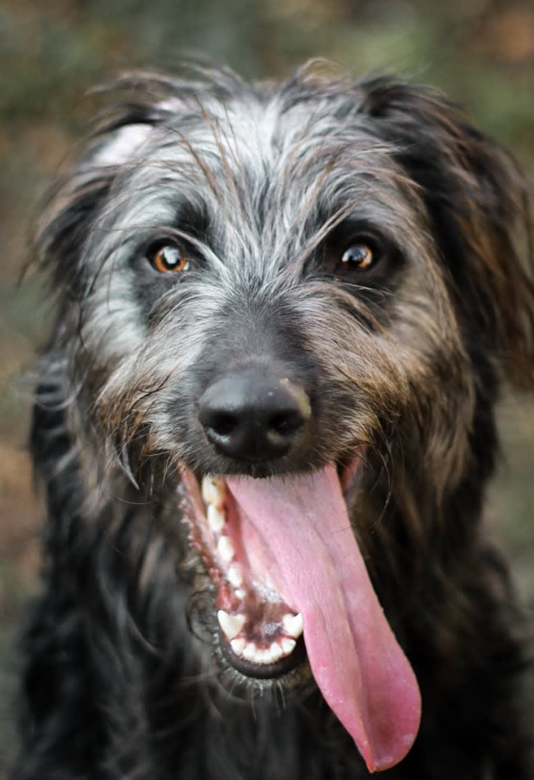 Lupin, a Greyhound and Border Collie mix tested with EmbarkVet.com