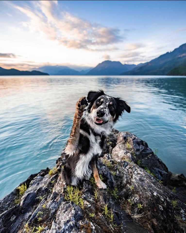 Marin, a Border Collie and Australian Cattle Dog mix tested with EmbarkVet.com