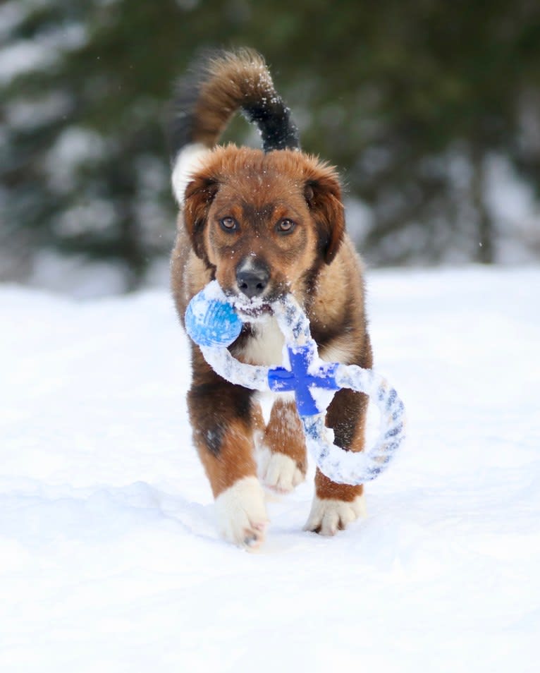 Burley, an English Shepherd tested with EmbarkVet.com