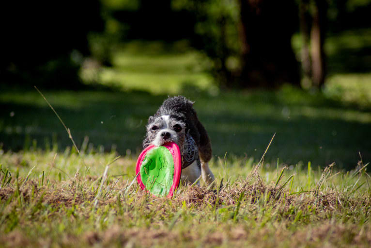 Run D.M.Zeke, a Boston Terrier and Maltese mix tested with EmbarkVet.com
