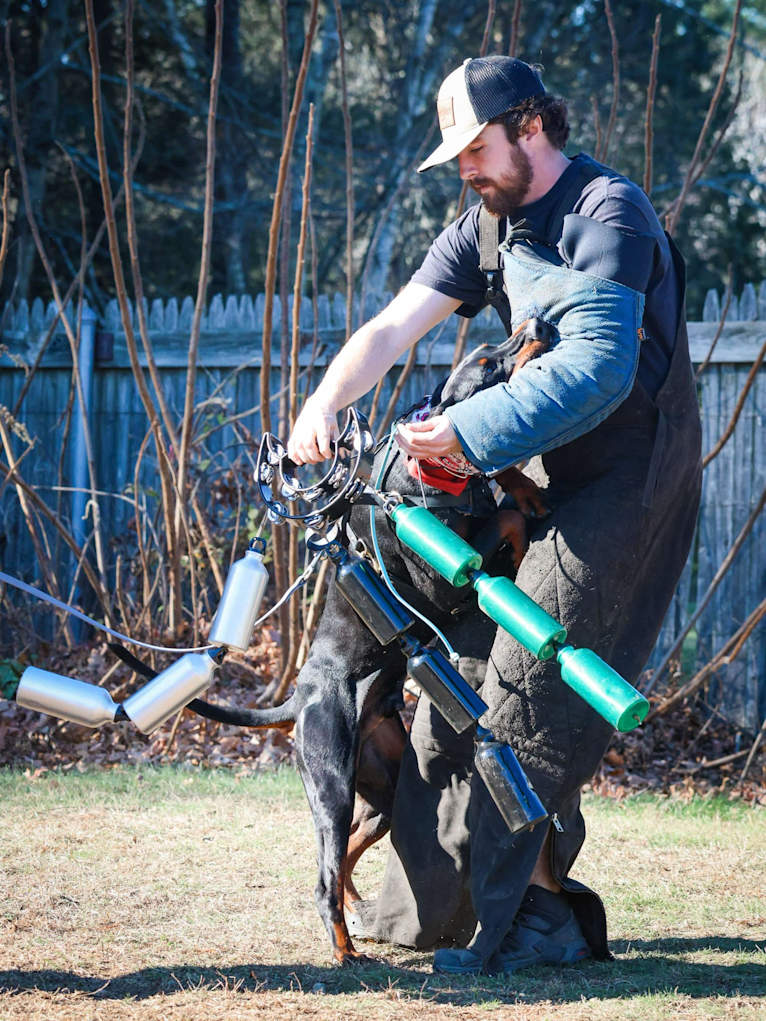 King Bhumi von Schwarz, a Doberman Pinscher tested with EmbarkVet.com