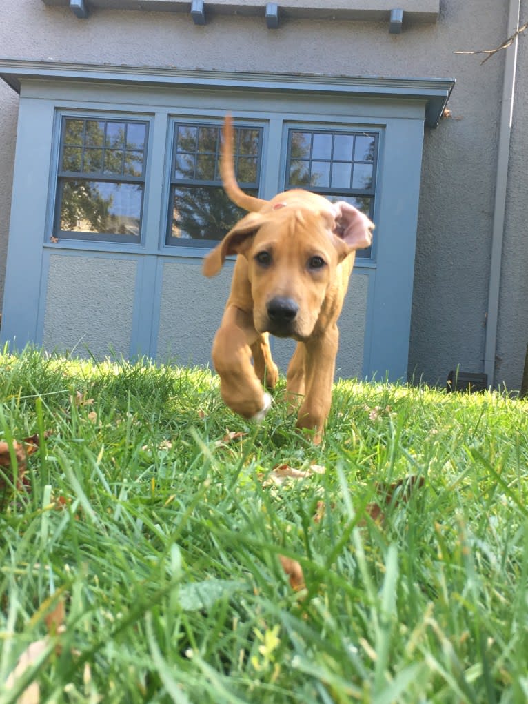 Iris, a Rhodesian Ridgeback tested with EmbarkVet.com