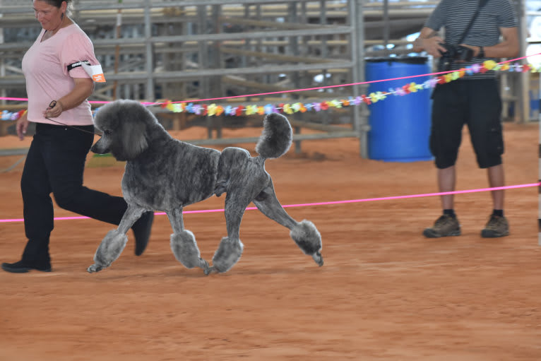 Todd, a Poodle (Standard) tested with EmbarkVet.com