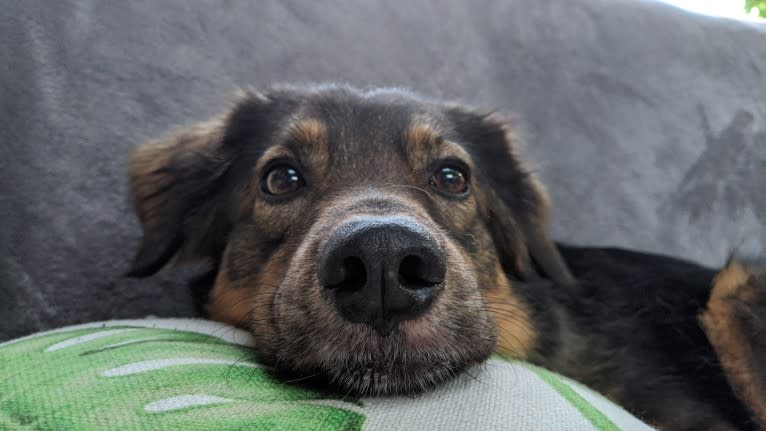 Lola, an American Village Dog tested with EmbarkVet.com