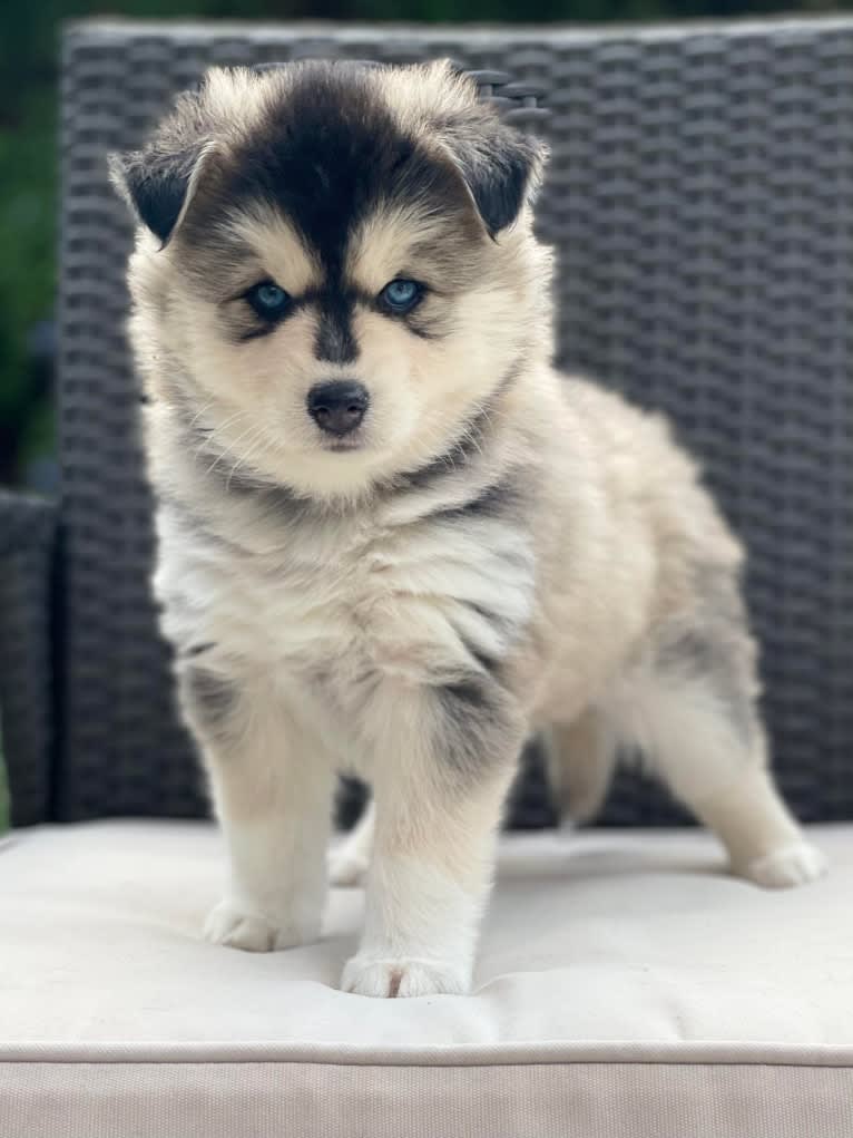 Brady, a Pomsky tested with EmbarkVet.com