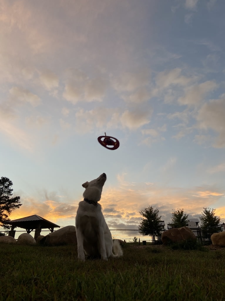 Dash, a Siberian Husky and German Shepherd Dog mix tested with EmbarkVet.com
