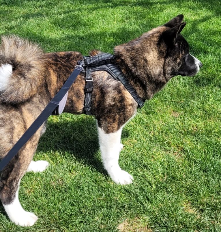 Bruno, an Akita tested with EmbarkVet.com