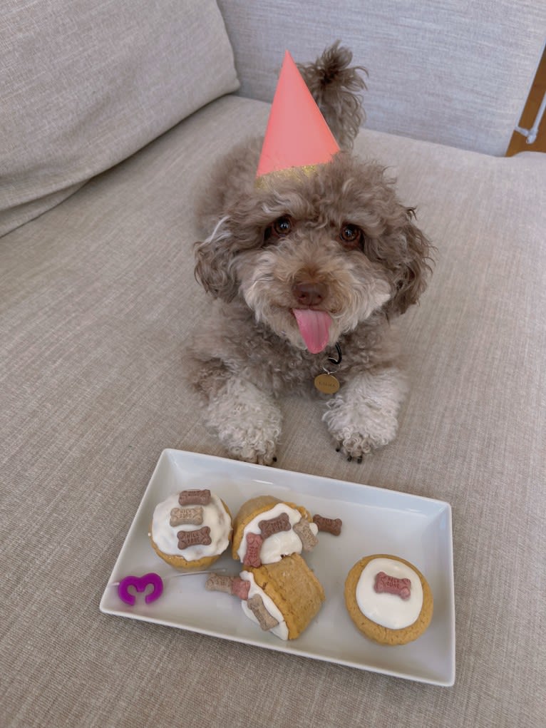 Luna, a Poodle (Small) tested with EmbarkVet.com