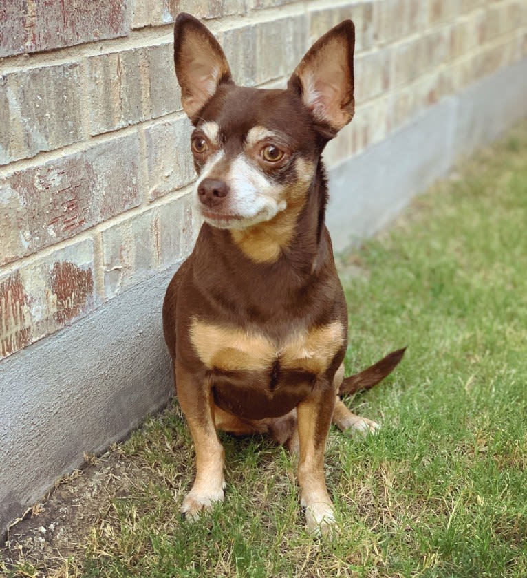 Loki, a Chihuahua and Toy Fox Terrier mix tested with EmbarkVet.com