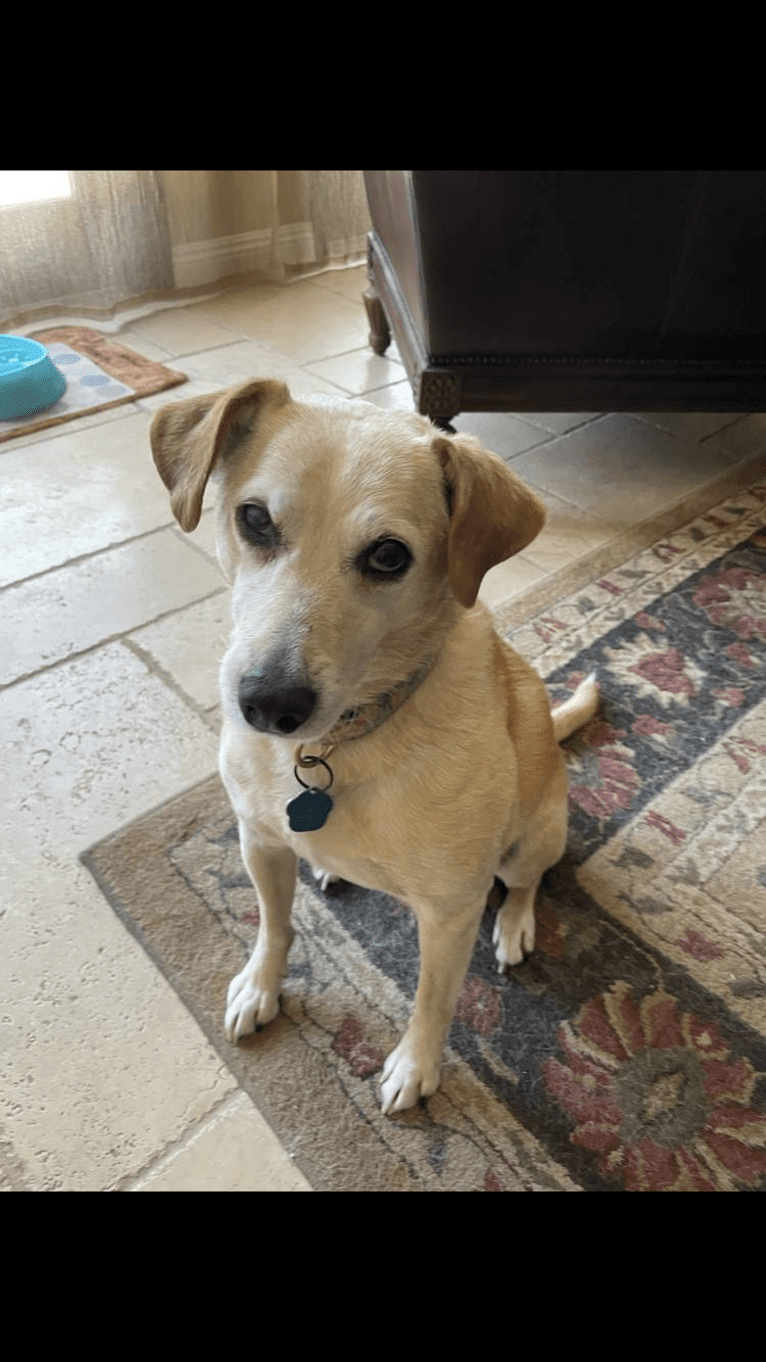 Sammy, a Rat Terrier and Golden Retriever mix tested with EmbarkVet.com