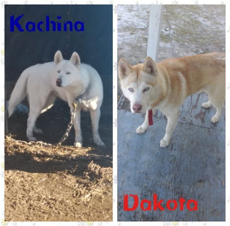 Kachina, a Siberian Husky tested with EmbarkVet.com