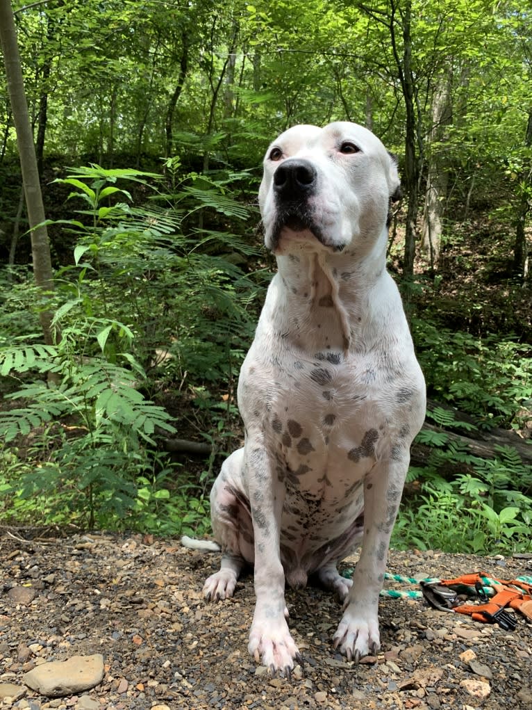 Auggie, an American Pit Bull Terrier and American Staffordshire Terrier mix tested with EmbarkVet.com