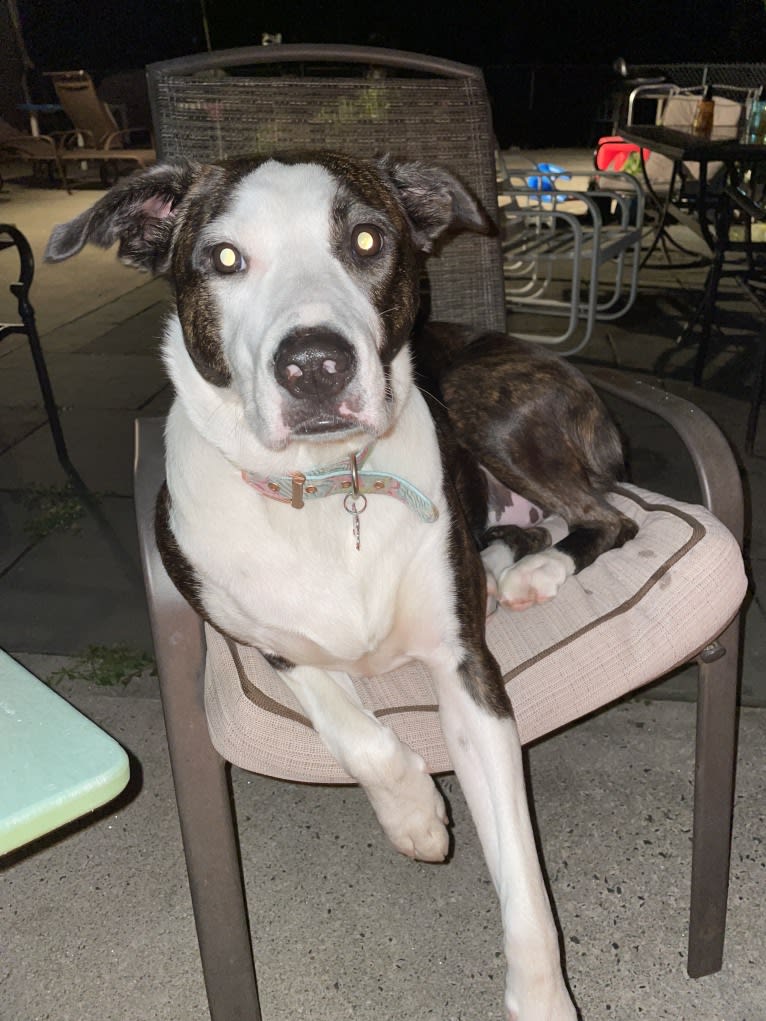 Maggie, an American Pit Bull Terrier and American Staffordshire Terrier mix tested with EmbarkVet.com