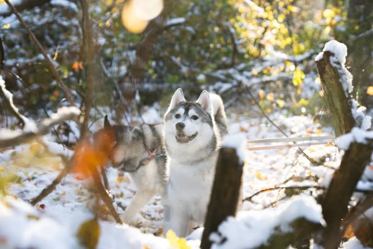 Timber, a Siberian Husky tested with EmbarkVet.com
