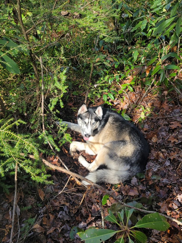 Teko, a Siberian Husky tested with EmbarkVet.com