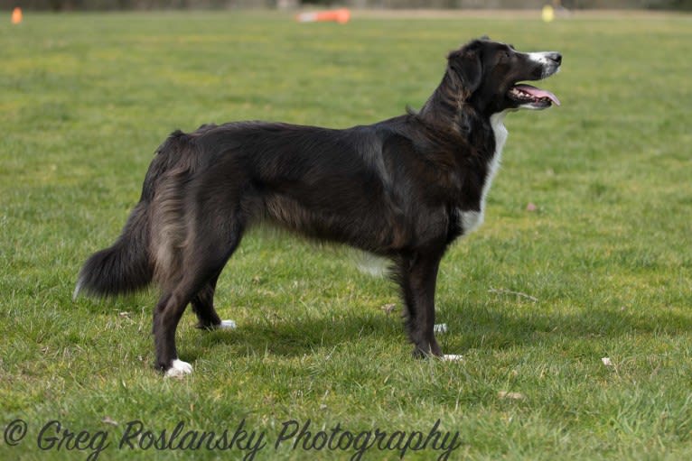 Jane, an English Shepherd tested with EmbarkVet.com