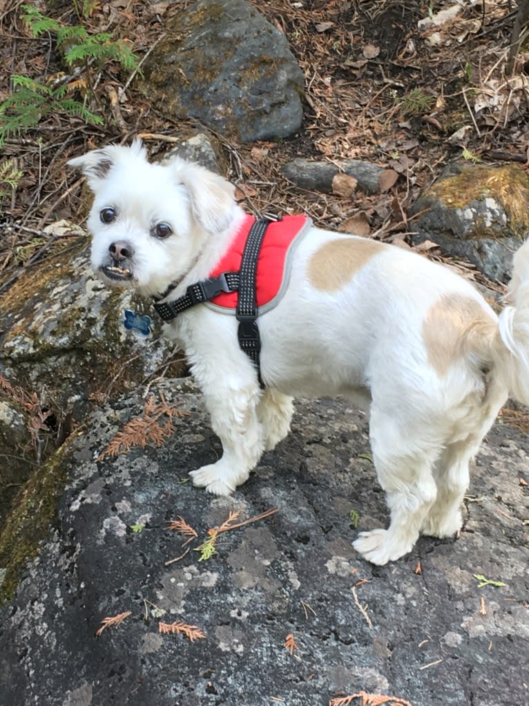 Sinbad, a Shih Tzu and Lhasa Apso mix tested with EmbarkVet.com