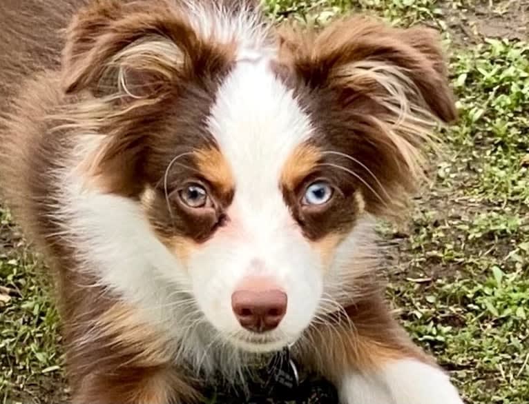 Ludo, an Australian Shepherd tested with EmbarkVet.com