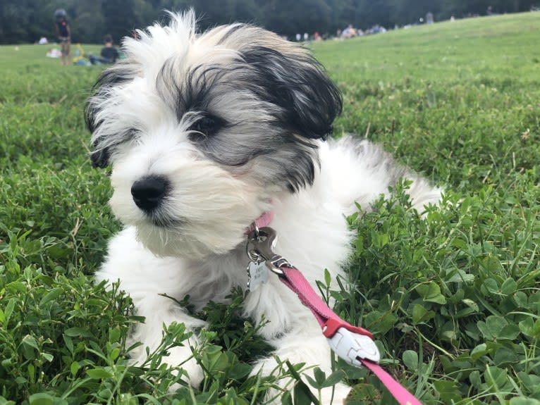 Juniper, a Poodle (Small) and Miniature Schnauzer mix tested with EmbarkVet.com