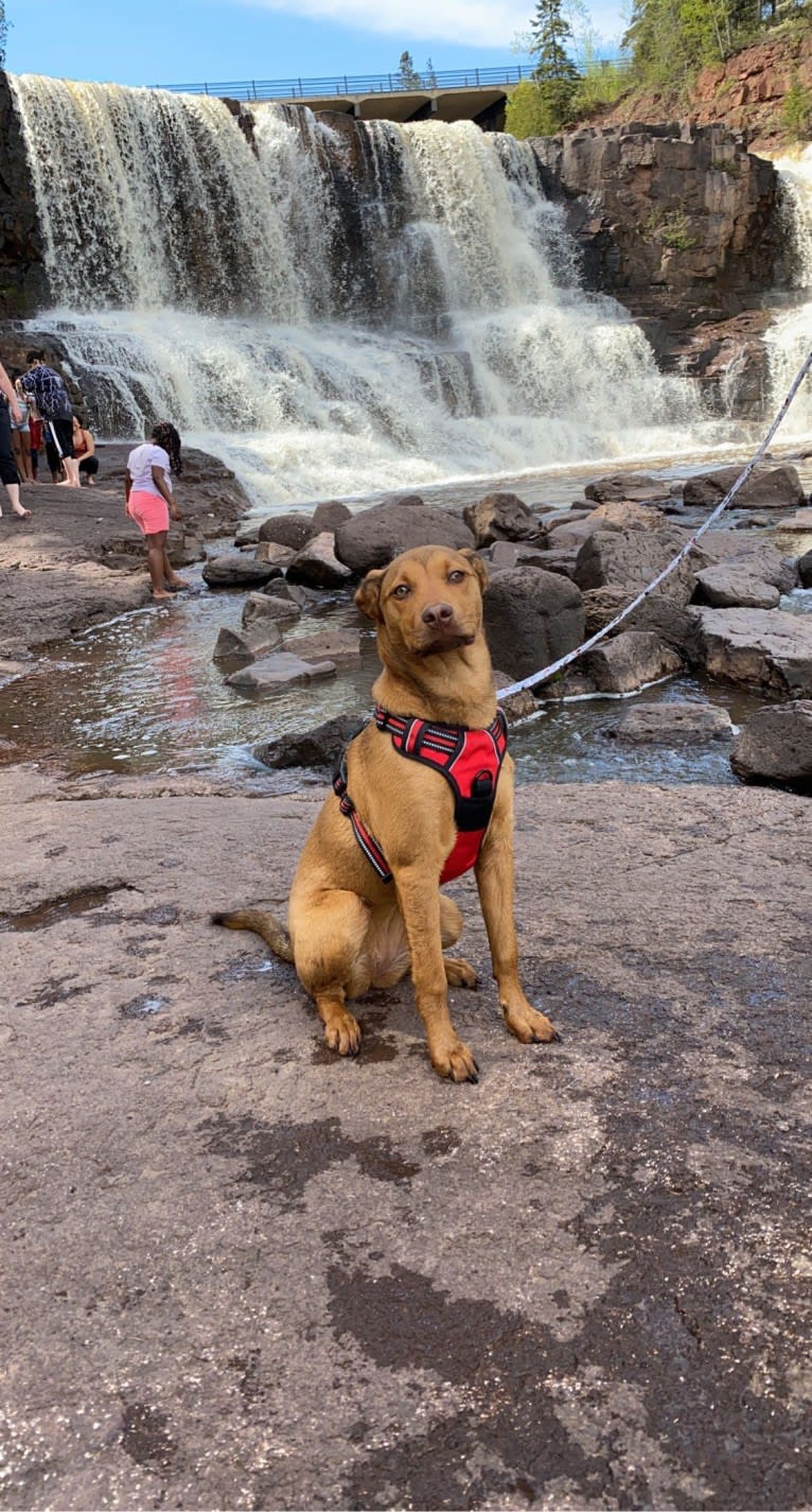 Ginger, a Great Pyrenees and American Pit Bull Terrier mix tested with EmbarkVet.com