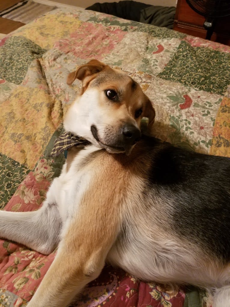 Jasper, a Siberian Husky and German Shepherd Dog mix tested with EmbarkVet.com