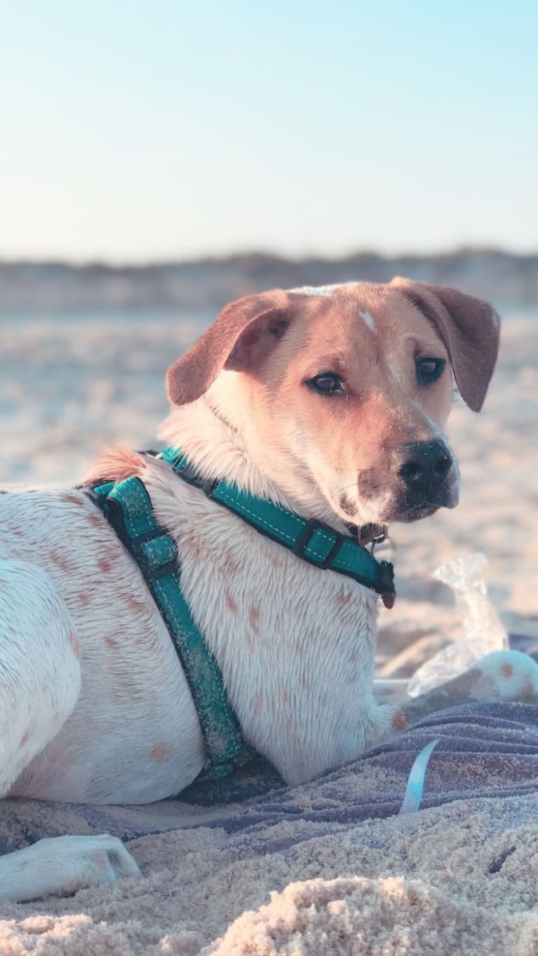 Porter, an American Pit Bull Terrier and Chow Chow mix tested with EmbarkVet.com