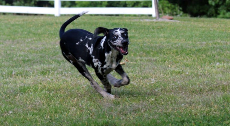 Delphine, a Catahoula Leopard Dog tested with EmbarkVet.com