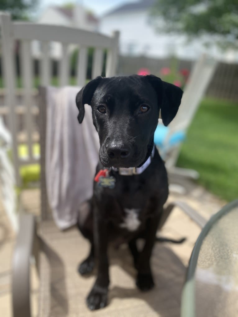 Rex, an American Pit Bull Terrier and Boxer mix tested with EmbarkVet.com