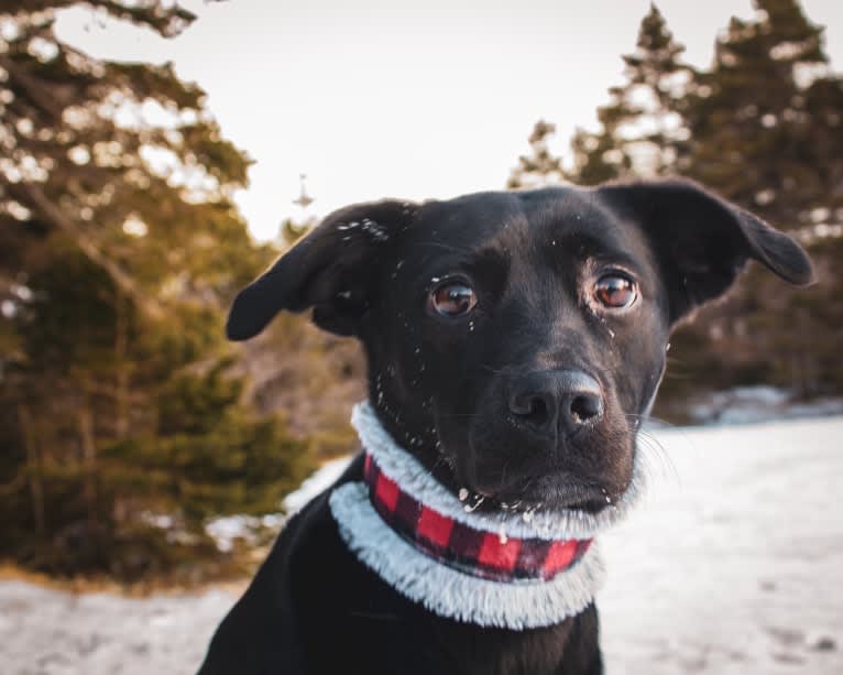 Cinder, a Newfoundland and Labrador Retriever mix tested with EmbarkVet.com