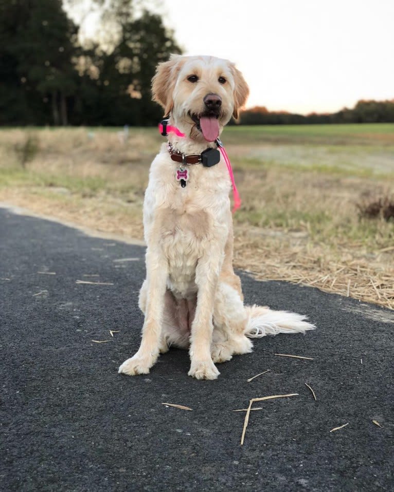 Sandy, a Goldendoodle tested with EmbarkVet.com