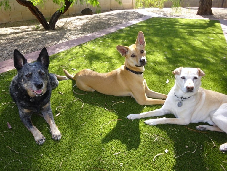 Doc, a Chihuahua and American Pit Bull Terrier mix tested with EmbarkVet.com