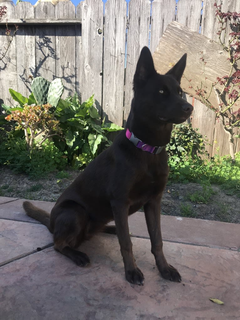 Hennessy, a Siberian Husky and Weimaraner mix tested with EmbarkVet.com