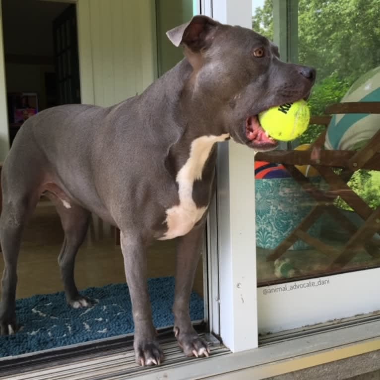 Wallace, a Staffordshire Terrier tested with EmbarkVet.com