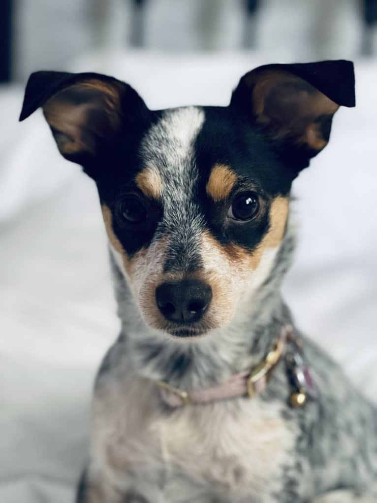 Pepper, a Chihuahua and Australian Cattle Dog mix tested with EmbarkVet.com