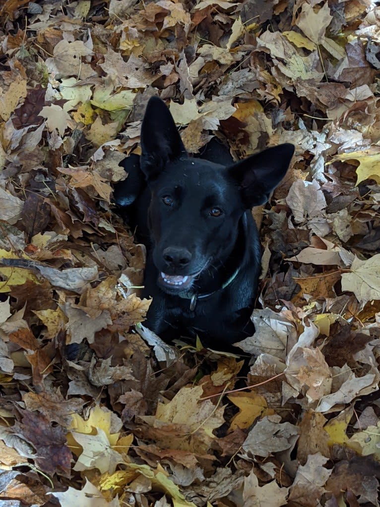 Sally, a Siberian Husky and Labrador Retriever mix tested with EmbarkVet.com