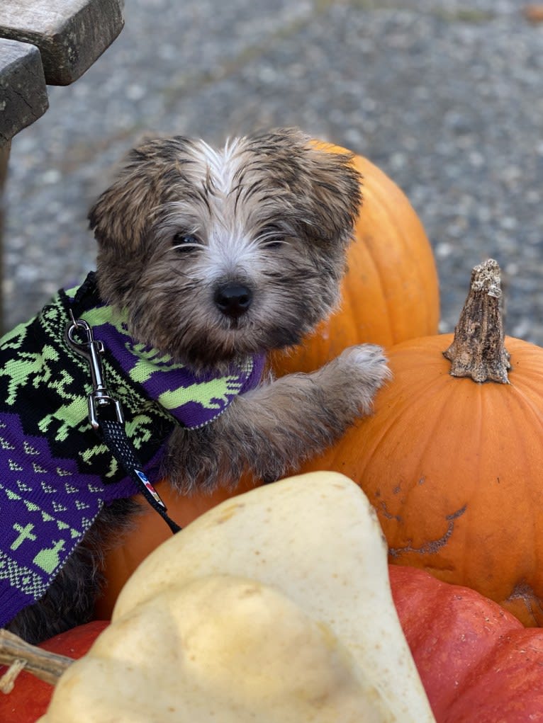 Luna, a Cairn Terrier and Poodle (Small) mix tested with EmbarkVet.com