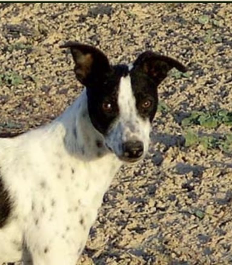 Bo, a Border Collie and Whippet mix tested with EmbarkVet.com