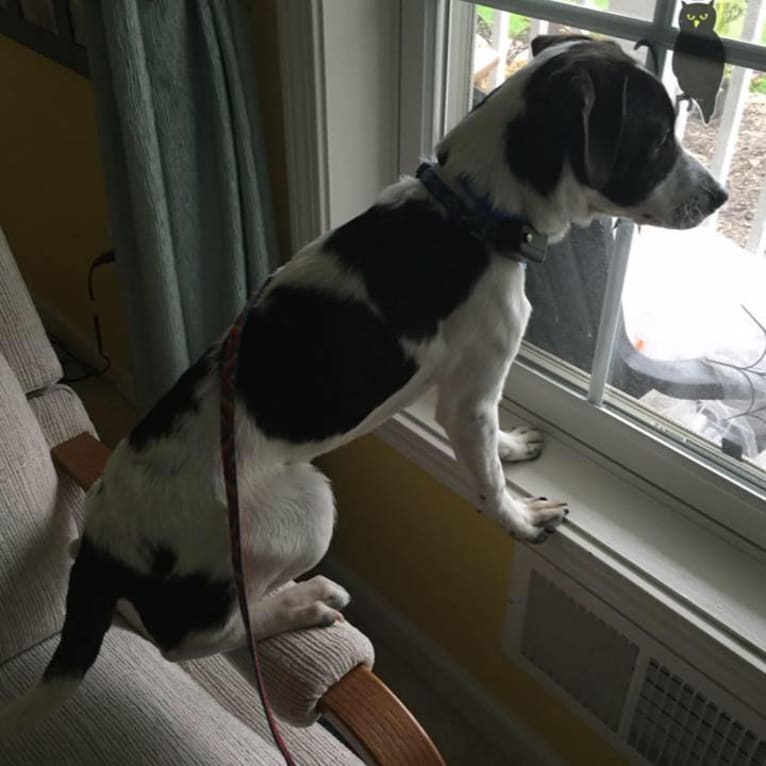 Jack, a Russell-type Terrier and Mountain Cur mix tested with EmbarkVet.com