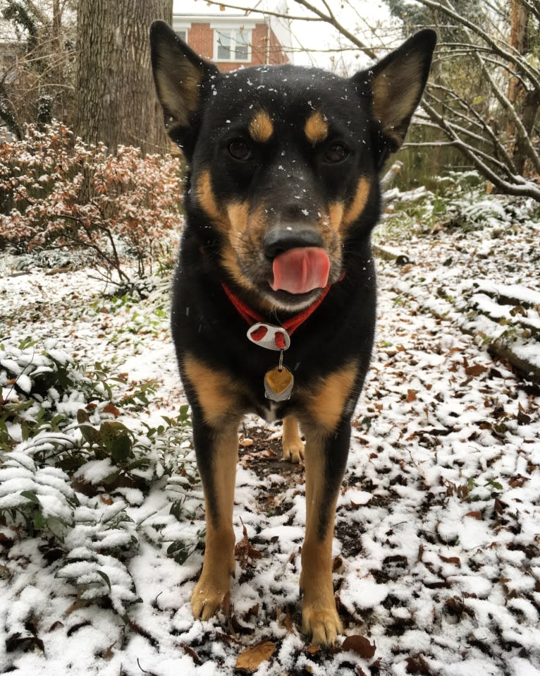 Billy, a Siberian Husky and Labrador Retriever mix tested with EmbarkVet.com