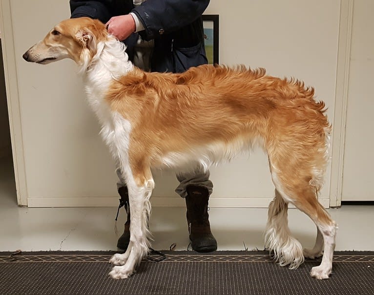 Carla, a Borzoi tested with EmbarkVet.com