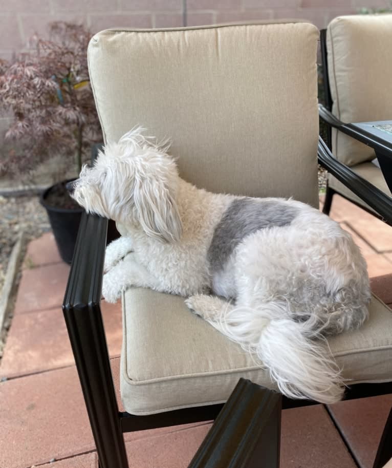 Jack, a Chinese Crested tested with EmbarkVet.com