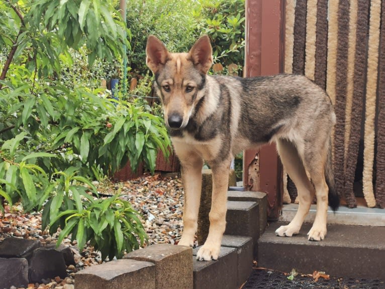 Ashana, a Siberian Husky and German Shepherd Dog mix tested with EmbarkVet.com