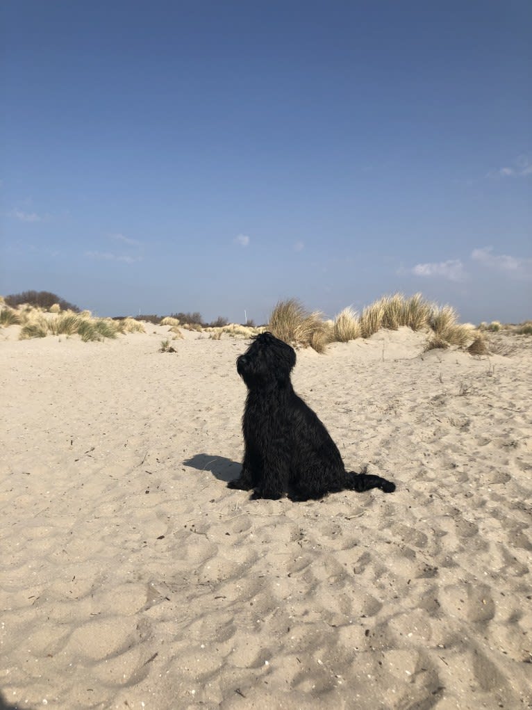 Pink, a Briard tested with EmbarkVet.com