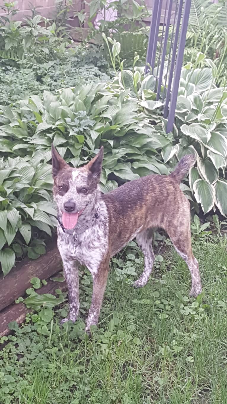 Banshee Boo, an Australian Cattle Dog and American Pit Bull Terrier mix tested with EmbarkVet.com